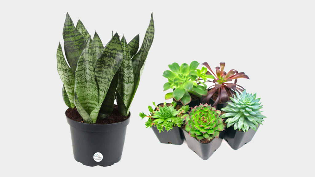 sansevieria snake plant and succulents